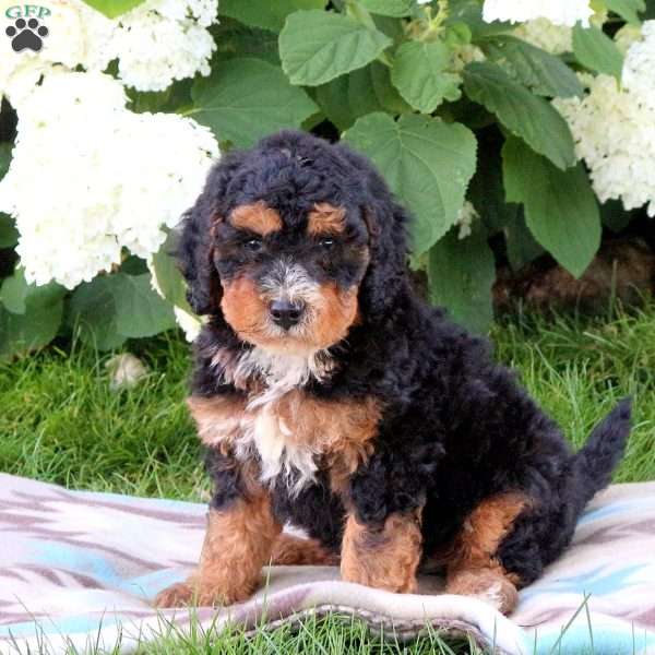 Jagger, Bernedoodle Puppy