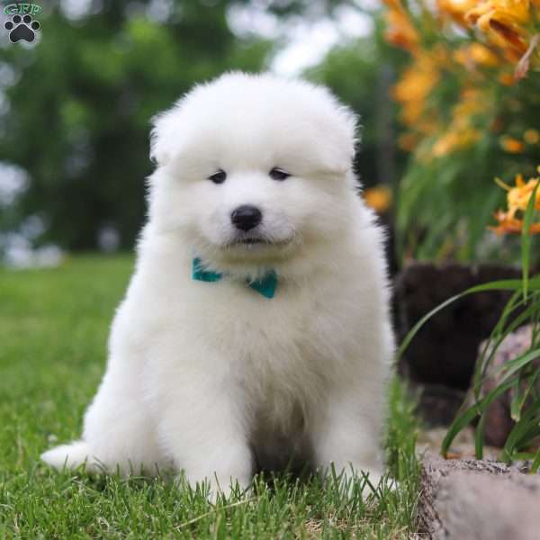 Jake, Samoyed Puppy