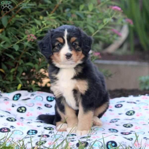 Jake, Mini Bernedoodle Puppy