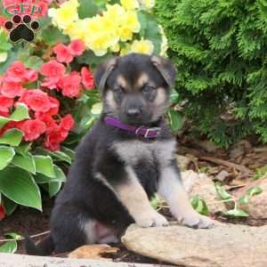 James - German Shepherd Puppy For Sale in Pennsylvania