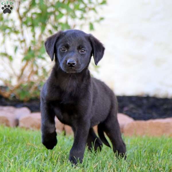 Janae, Labradoodle Puppy