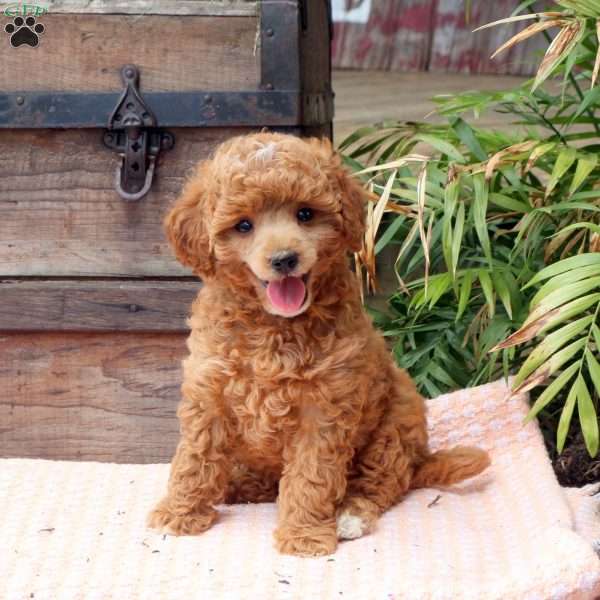 Jane, Miniature Poodle Puppy