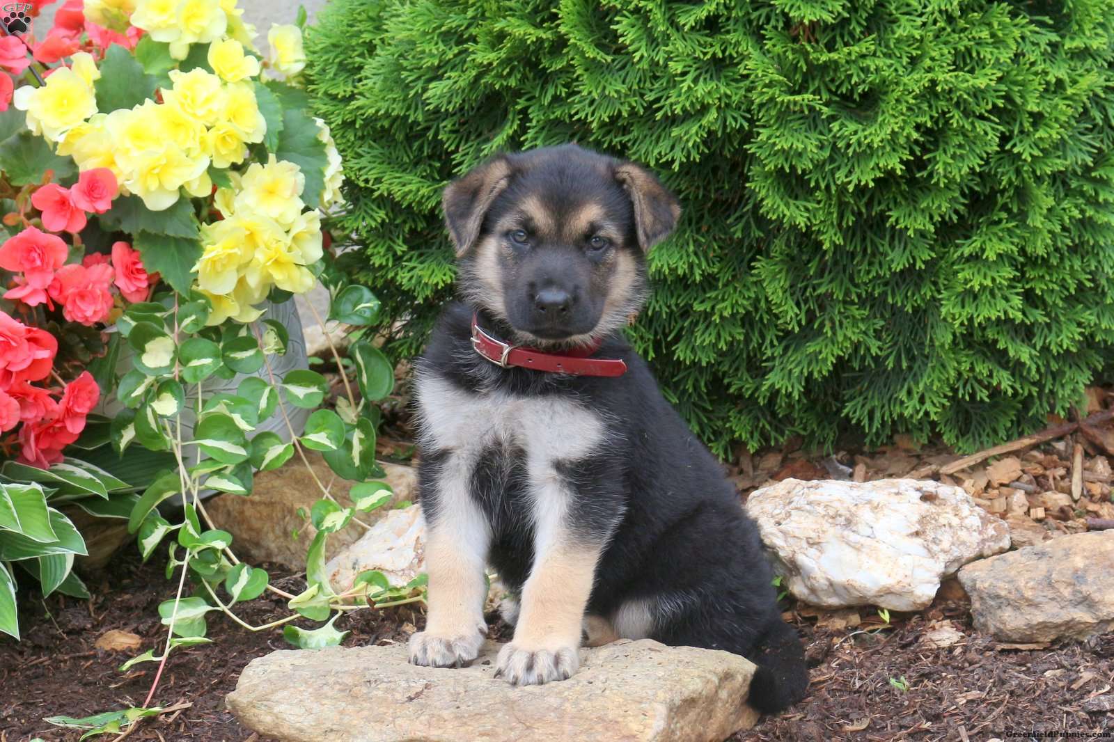 Janet - German Shepherd Puppy For Sale in Pennsylvania