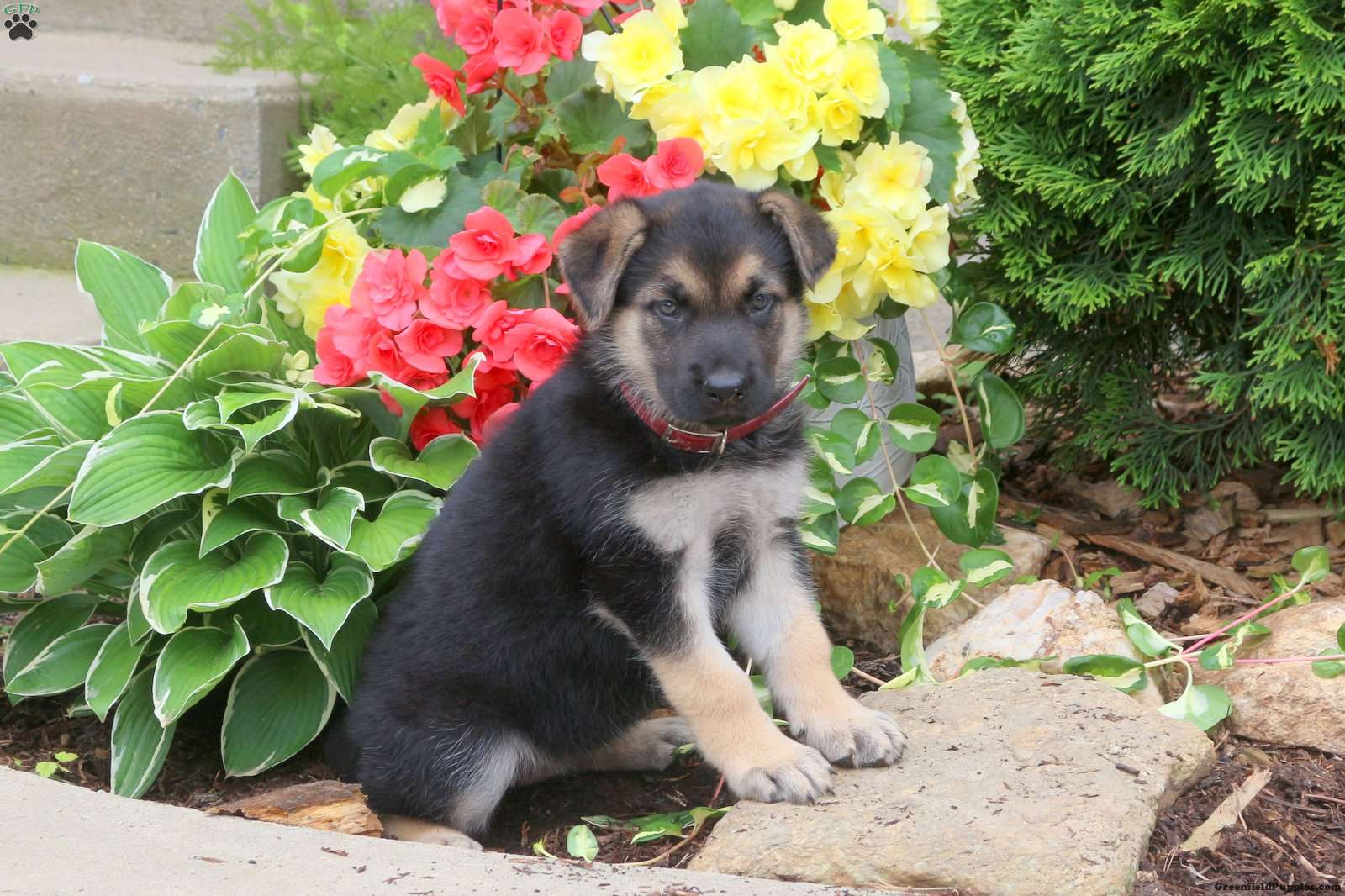 Janet - German Shepherd Puppy For Sale in Pennsylvania