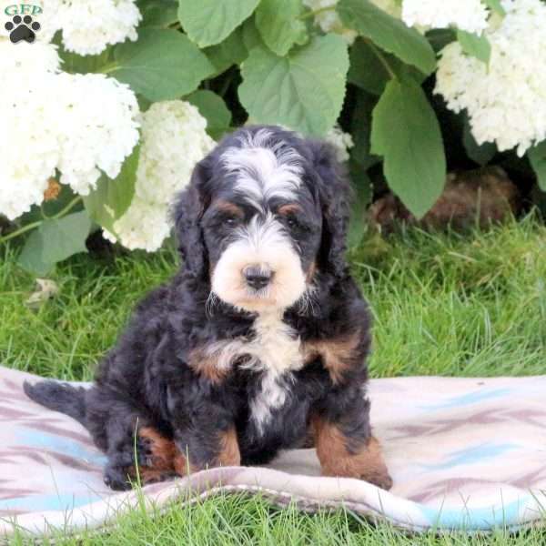 Jarvis, Bernedoodle Puppy