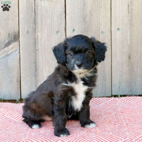 Jasmine, Mini Aussiedoodle Puppy