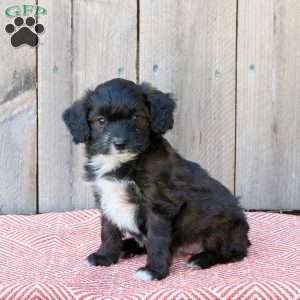 Jasmine, Mini Aussiedoodle Puppy