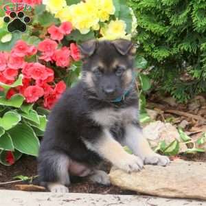 Jason - German Shepherd Puppy For Sale in Pennsylvania