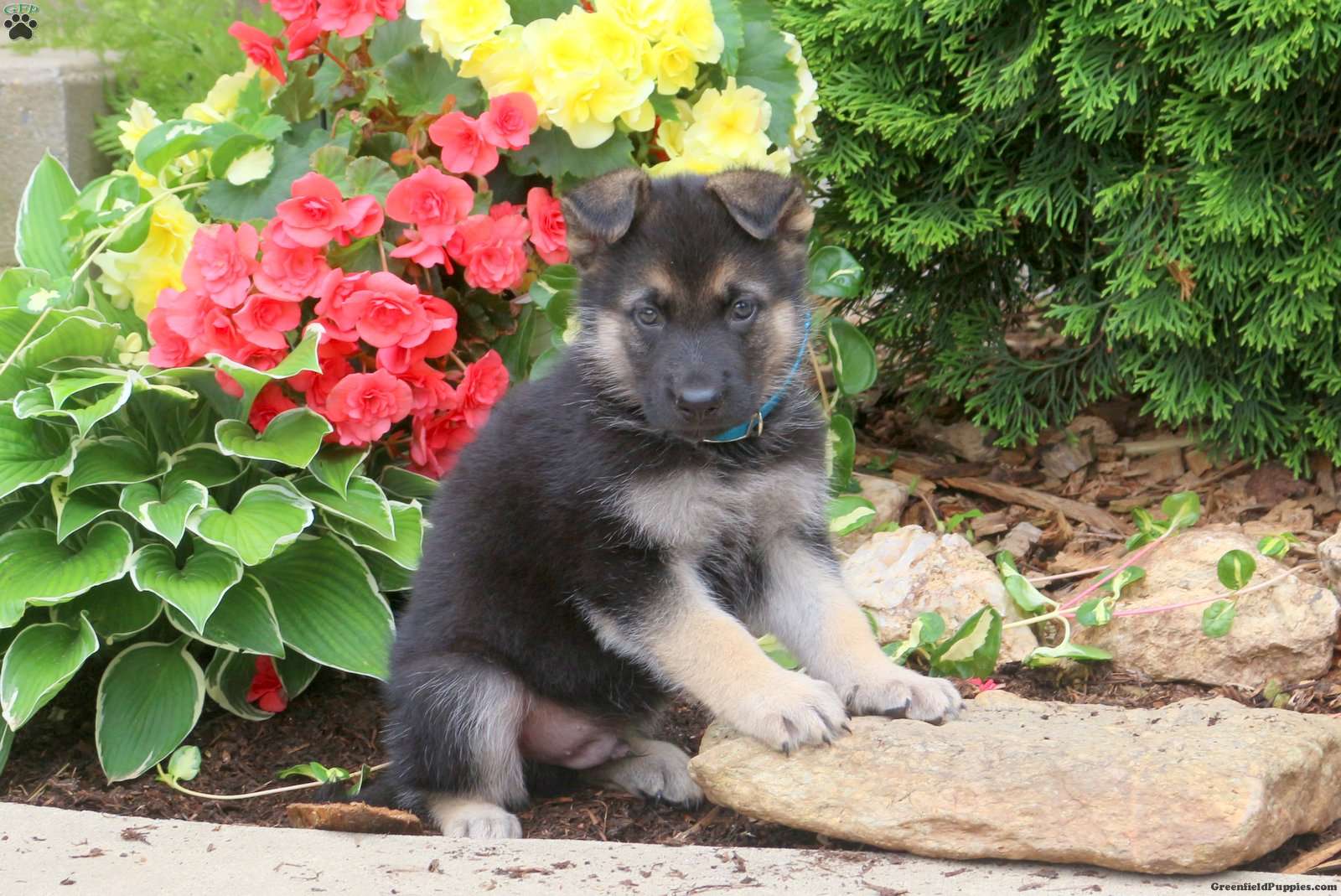 Jason - German Shepherd Puppy For Sale in Pennsylvania