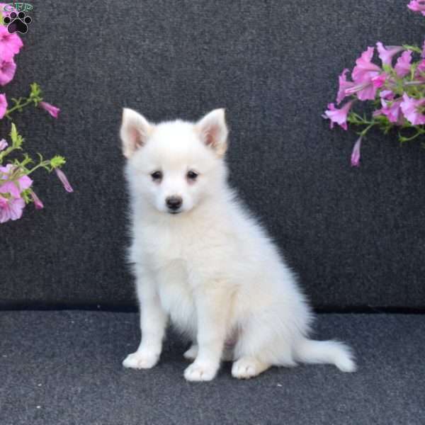 Jasper, Pomsky Puppy