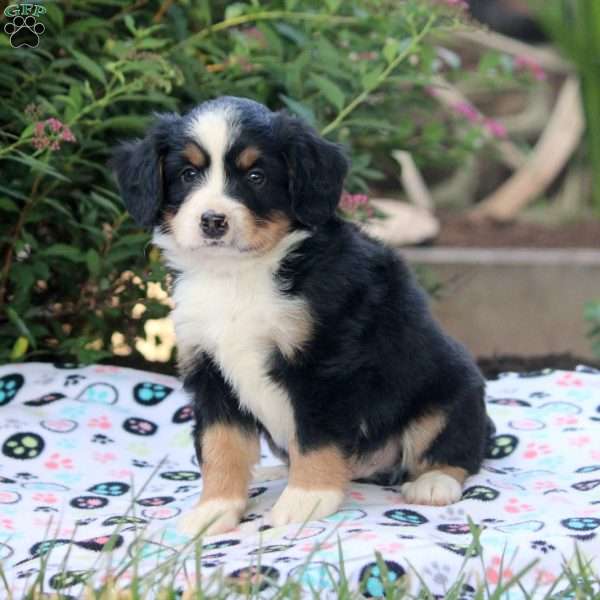 Jasper, Mini Bernedoodle Puppy