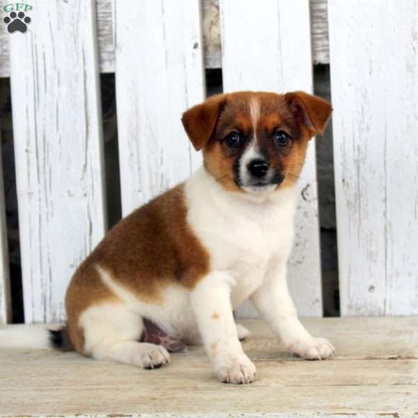 Jasper, Jack Russell Mix Puppy