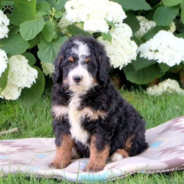 Jasper, Bernedoodle Puppy