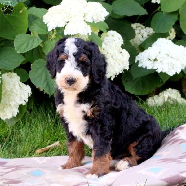 Jay, Bernedoodle Puppy