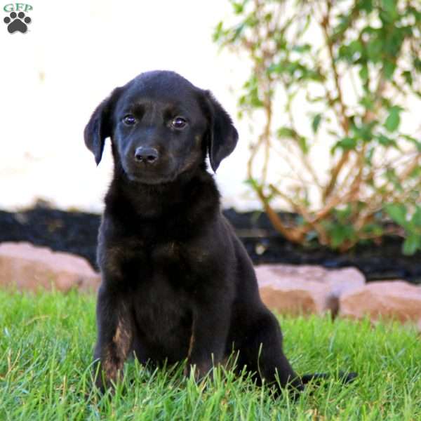 Jayda, Labradoodle Puppy