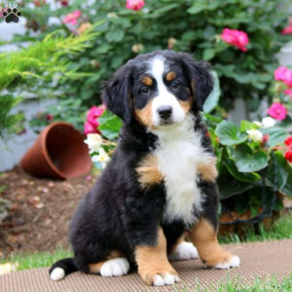 Jayda, Bernese Mountain Dog Puppy