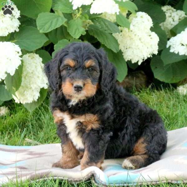 Jazzy, Bernedoodle Puppy