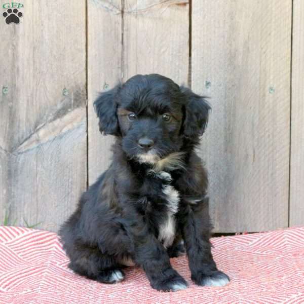 Jeffy, Mini Aussiedoodle Puppy