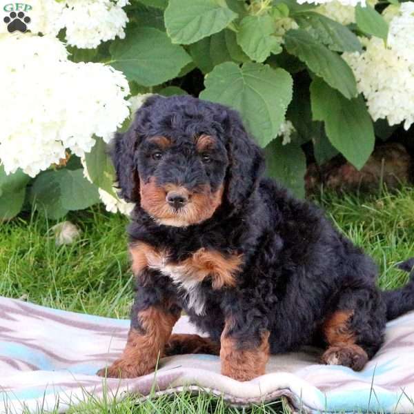 Jelly Bean, Bernedoodle Puppy