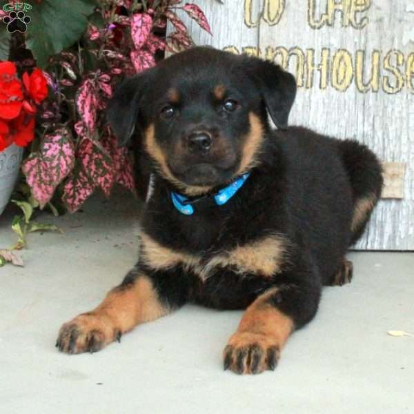 Jemma, Rottweiler Puppy