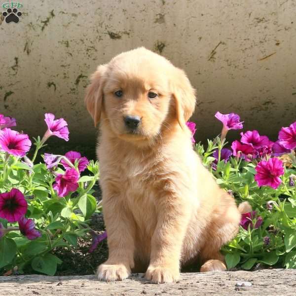 Jenna, Golden Retriever Puppy