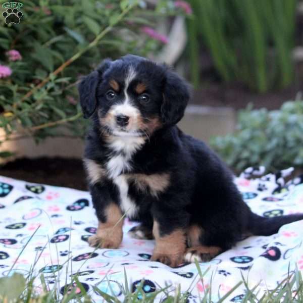 Jenna, Mini Bernedoodle Puppy