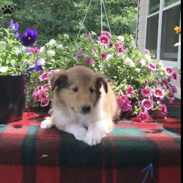 Jenny, Collie Puppy