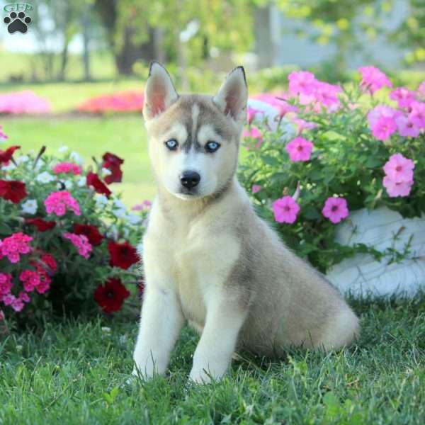 Jess, Siberian Husky Mix Puppy