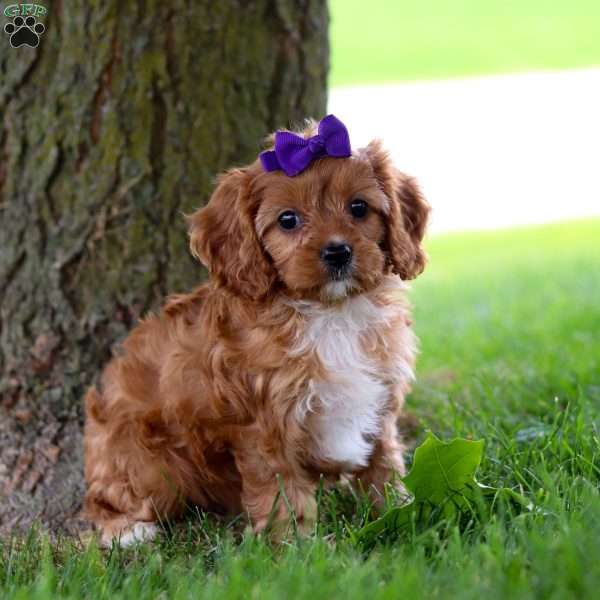 Jewel, Cavapoo Puppy