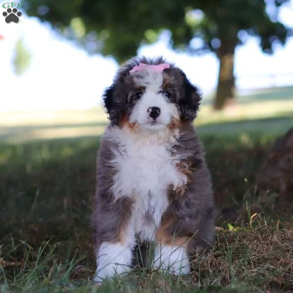 Jewel, Mini Bernedoodle Puppy