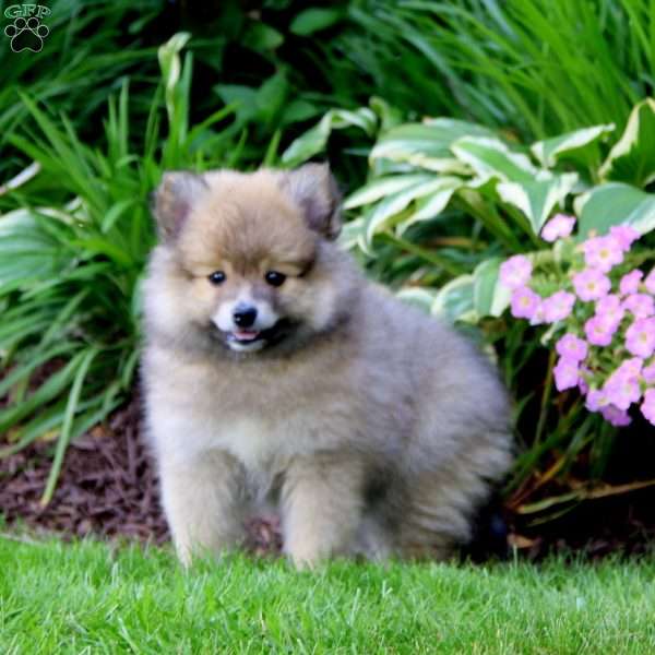 Jiffy, Pomeranian Mix Puppy