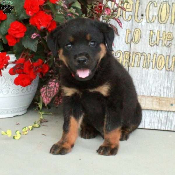 Jimmy, Rottweiler Puppy