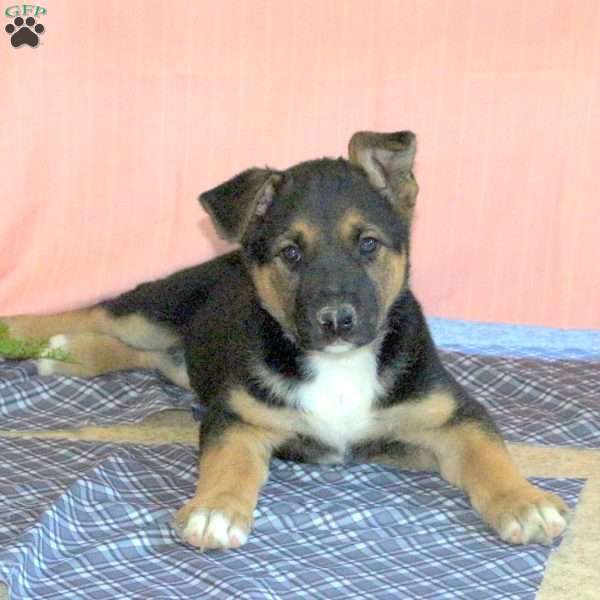 Jimmy, German Shepherd Mix Puppy