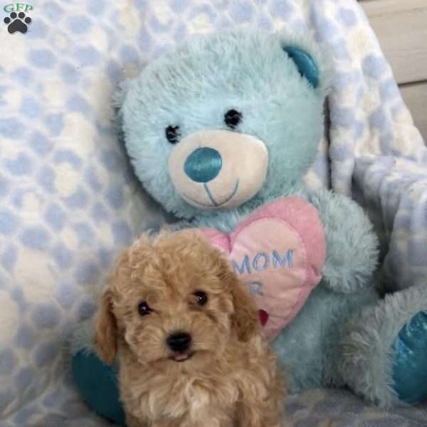 Jingles, Toy Poodle Puppy