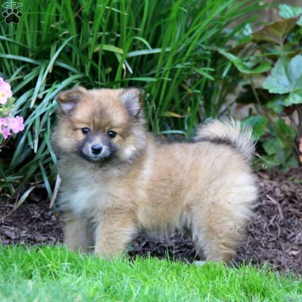 Joanna, Pomeranian Mix Puppy