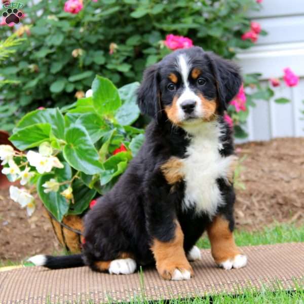 Jodi, Bernese Mountain Dog Puppy