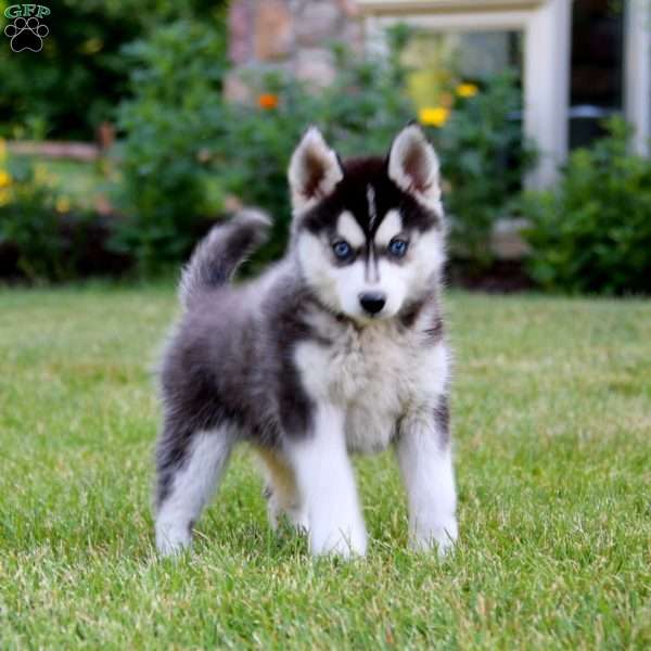 Jodi, Pomsky Puppy