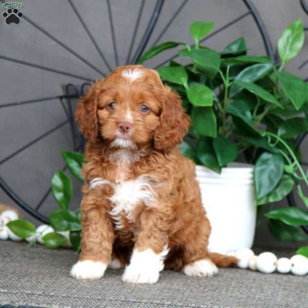 Jodi, Cockapoo Puppy