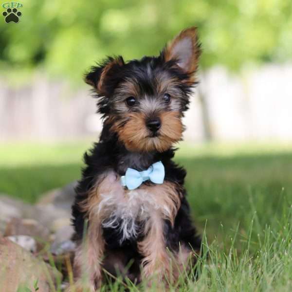 Joey, Yorkie Puppy