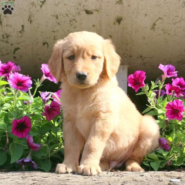 Joey, Golden Retriever Puppy