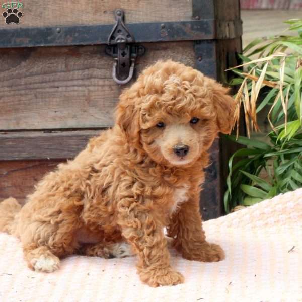 Joey, Miniature Poodle Puppy