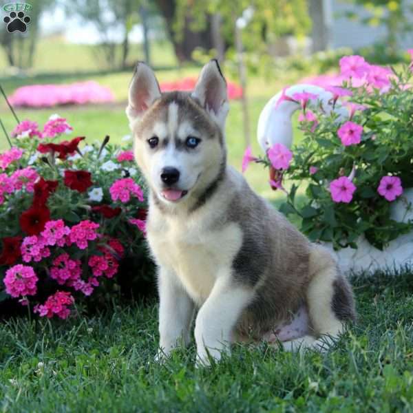 John, Siberian Husky Mix Puppy