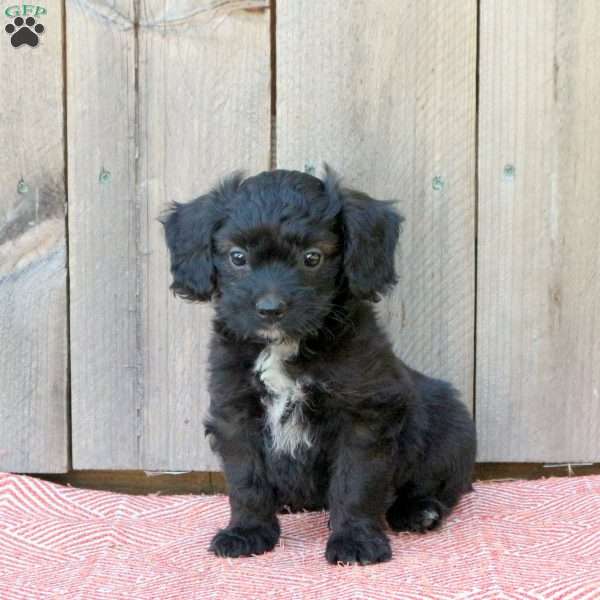 Jordan, Mini Aussiedoodle Puppy