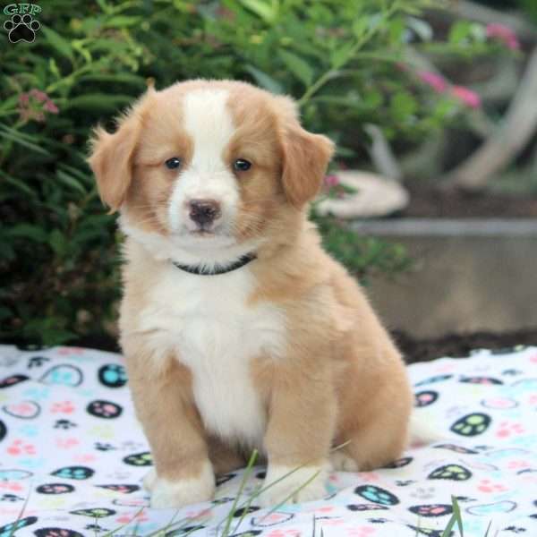 Josh, Mini Bernedoodle Puppy