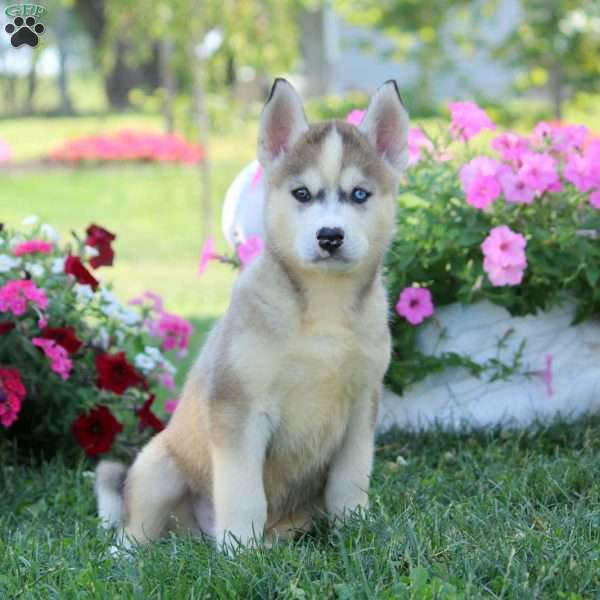 Josh, Siberian Husky Mix Puppy