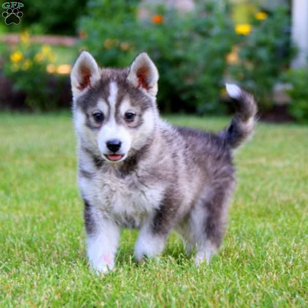 Josh, Pomsky Puppy