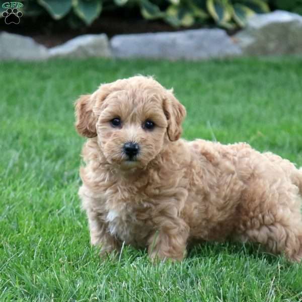 Jackie, Maltipoo Puppy