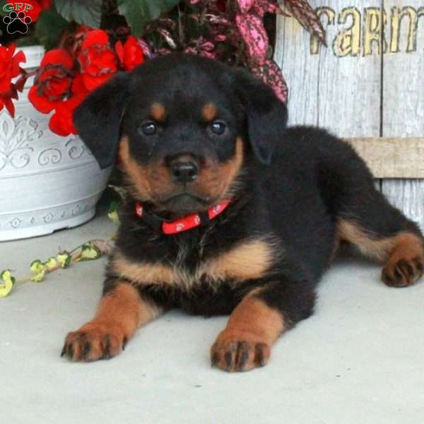 Josie, Rottweiler Puppy