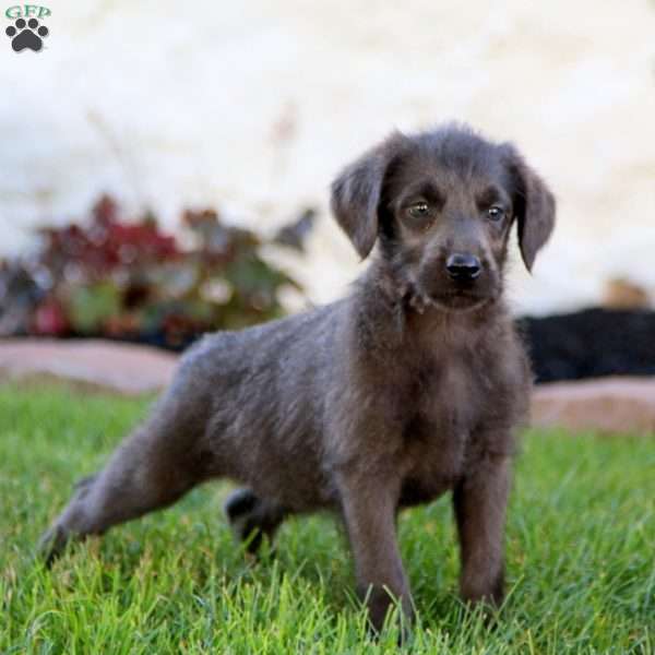 Josie, Labradoodle Puppy