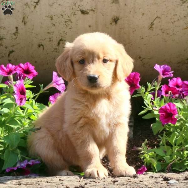 Joy, Golden Retriever Puppy